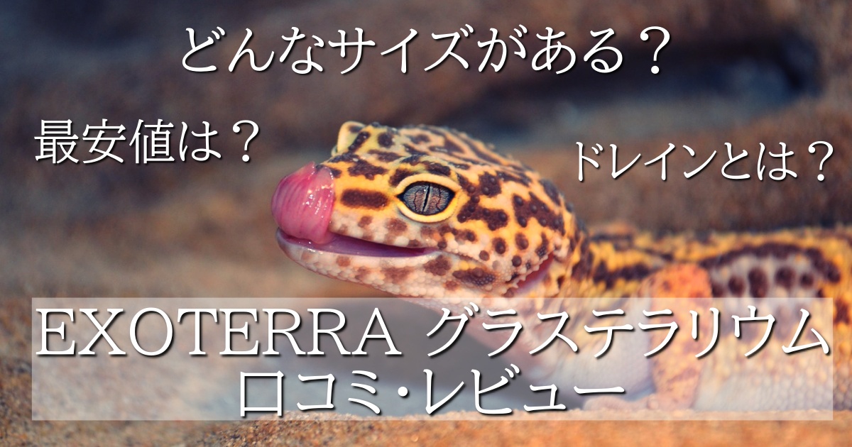 グラステラリウム 爬虫類 ケージ60×45 フトアゴ グラステラリウムの 