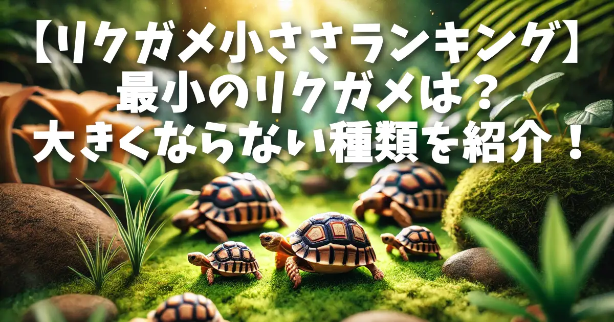【リクガメ大きさランキング】大きく成長する種類&小型で飼育しやすい種類