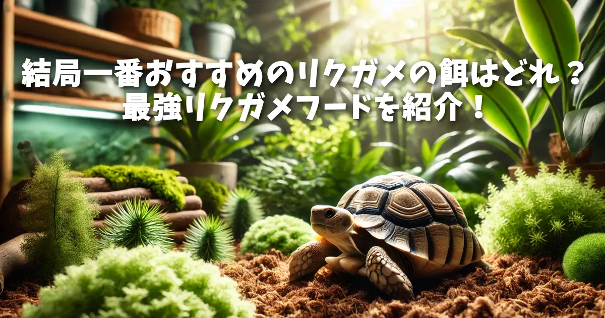 結局一番おすすめのリクガメの餌はどれ?最強リクガメフードを紹介!