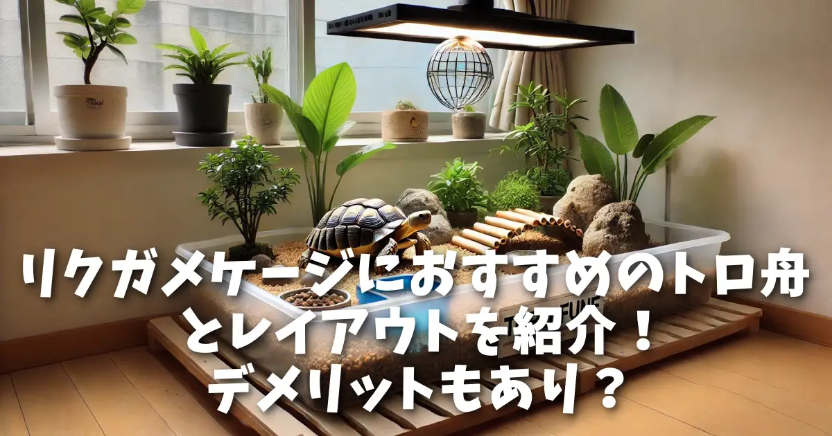 リクガメ飼育初心者にも飼いやすい種類は?値段や注意点も分かりやすく解説!