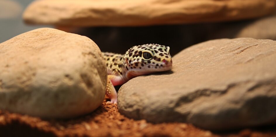 ヒョウモントカゲモドキ 飼い方の基本と注意点